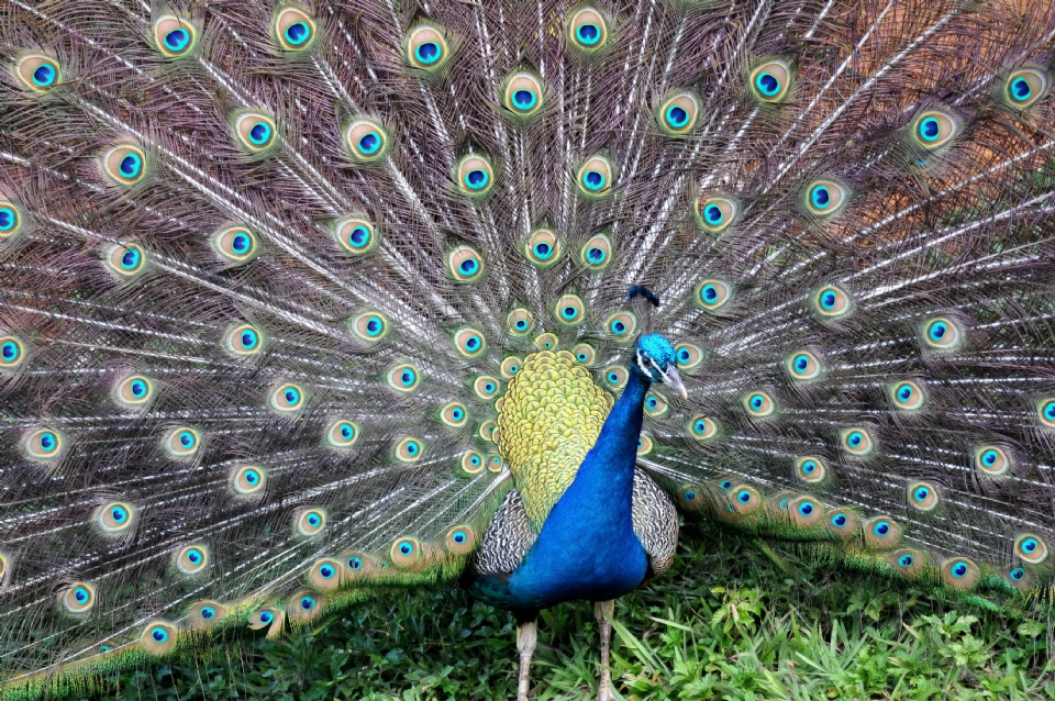 Governo sanciona lei que regula criao de animais silvestres e exticos como 'pets' e para abate em Mato Grosso