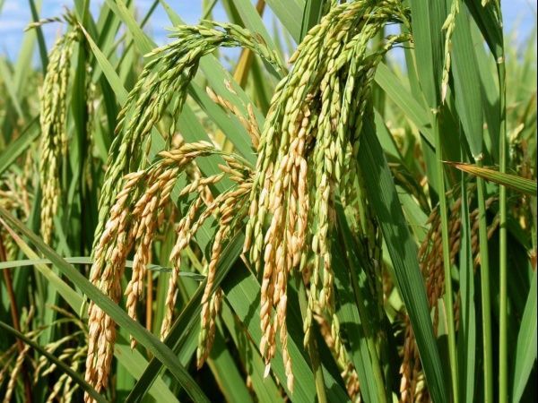 Estiagem fora agricultores gachos a reduzirem rea plantada com arroz