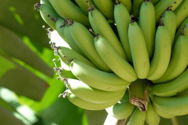 Bananas: produo  mais barata, mas exige ateno e cuidados na lavoura
