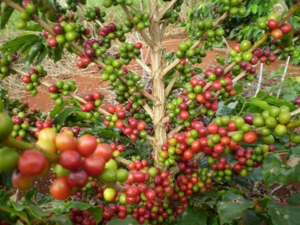 Conab: Brasil pode colher at 50 milhes de sacas de caf neste ano