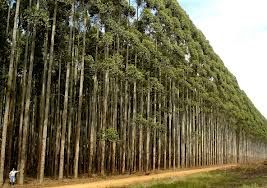 Espcie de rvore de crescimento rpido, utilizados em vrias funcionalidade e substituio da floresta nativa