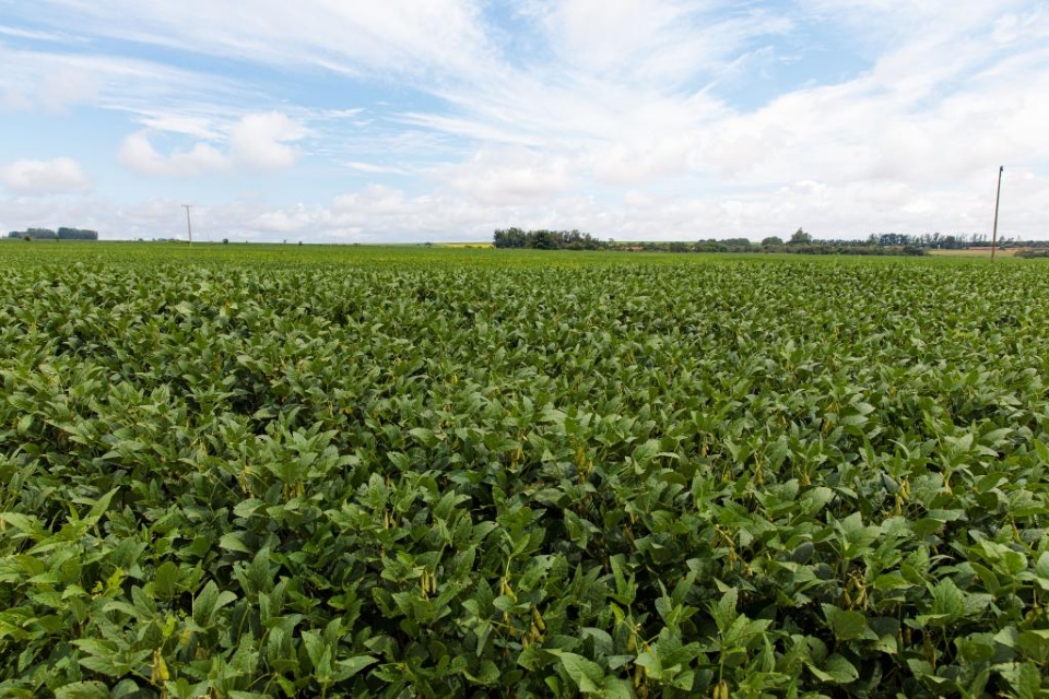 Produtores de soja tm at dia 15 para cadastrar rea plantada