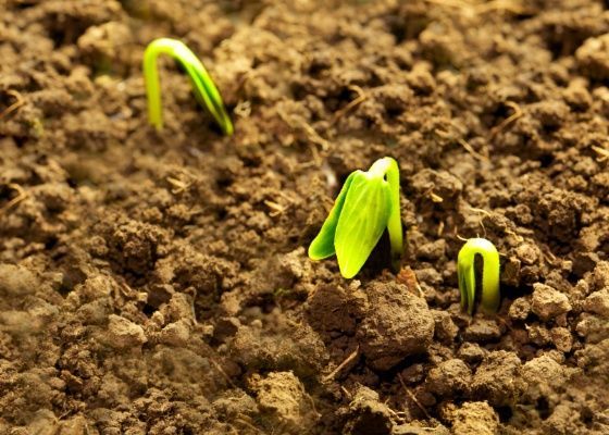Perda da qualidade de semente da soja impede que produtividade cresa