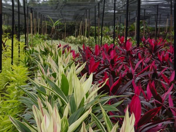 Casa do Produtor Rural debate práticas usadas em plantas ornamentais  tropicais :: Notícias do Agronegócio - AgroOlhar