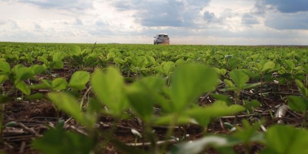 Plantio de soja atinge 97.4% em Mato Grosso e deve ser concludo na prxima semana