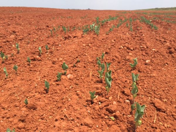Produo de soja em Mato Grosso deve recuar em 1 milho de toneladas com a falta de chuva