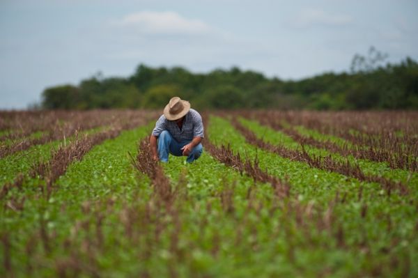 Produtores de Mato Grosso tm at dia 15 para semear soja em reas crticas