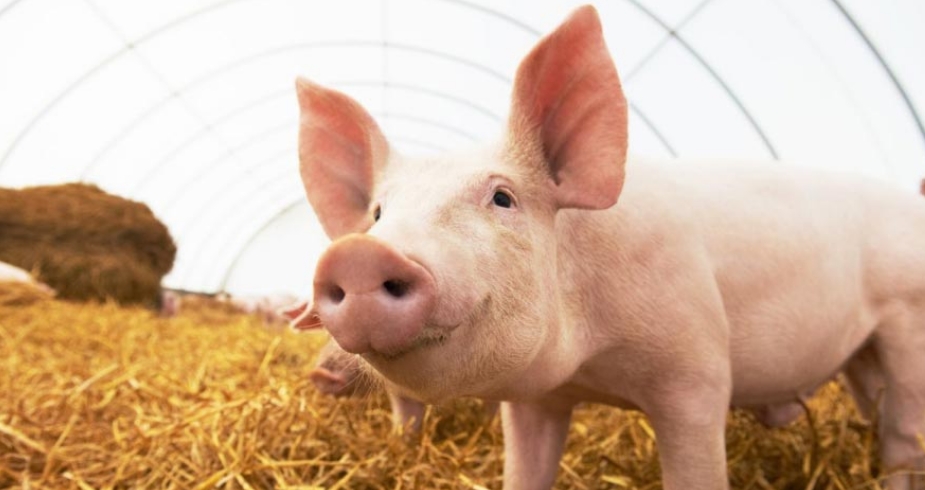 Fazenda usa porcos para gerao de energia limpa e reduo de gases do efeito estufa