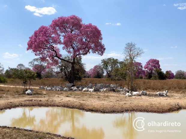 Pousada no Pantanal cria modelo de negócio sustentável que combina ecoturismo com criação de cavalo e gado