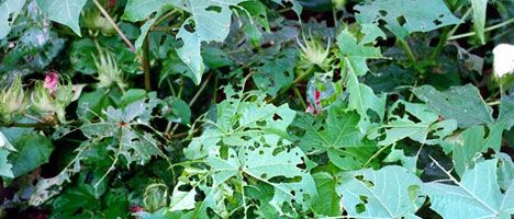 Palestras para cotonicultores orientam controle de pragas