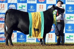 Reconquista 1957 Sufoco Traveler e LC Tifani T1192 Candombe so os grandes campees da ExpoLondrina 2013