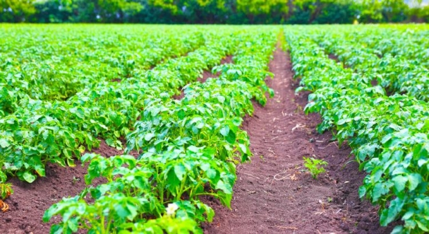 Mato Grosso  o segundo Estado com maior valor de produo agrcola