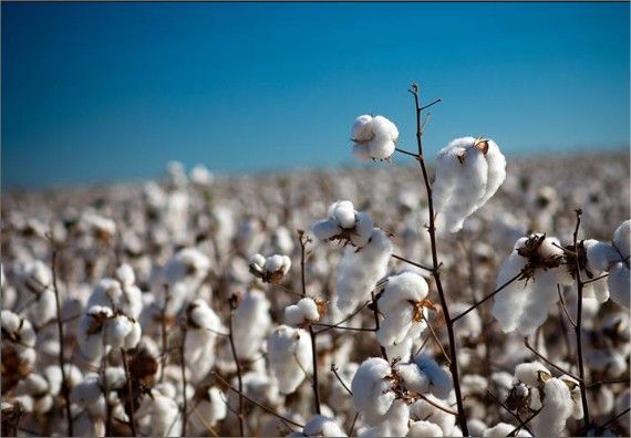 MT segue como líder isolado na produção de algodão e safra sobe para 65% em 2017/18