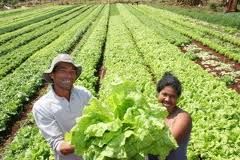 Agricultura familiar deve ter incremento de 20% na Baixada Cuiabana, com incentivo do Pronaf