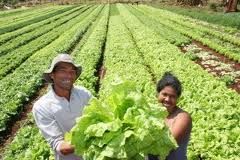 Agricultura familiar deve ter incremento de 20% na Baixada Cuiabana, com incentivo do Pronaf