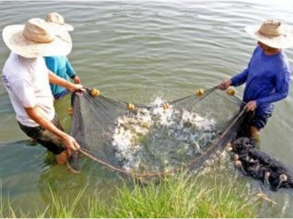Piscicultura e aqicultura em MT recebem incentivos para produo