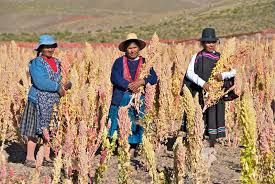 Cereal  base da alimentao dos povos andinos
