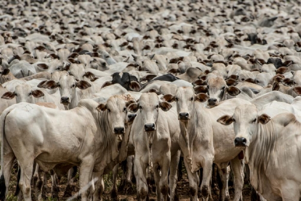 Mais de 400 mil cabeças de gado estão livres de vacinação contra a aftosa em MT