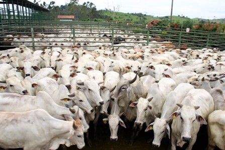 Estado libera R$ 780 mil para reforar controle de sanidade na fronteira