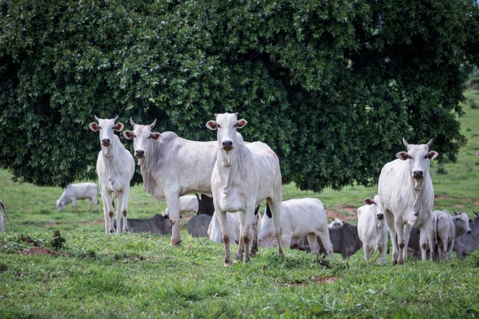 Campeo na atividade pecuria no pas, MT quebra novo recorde e rebanho atinge 32,7 milhes de cabeas