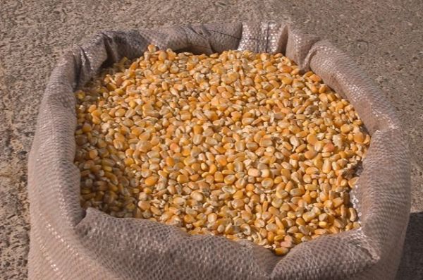 Com preos no cho vendas de milho atingem 38,9% da safra
