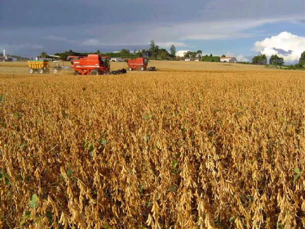 Estocagem da produo do milho safrinha ser um fator crtico