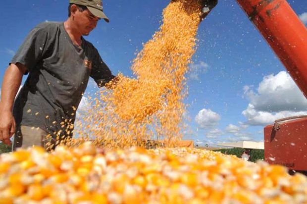 Safra de milho deve ser 22% menor em MT este ano, aponta IBGE; custo por hectare é de R$ 2,7 mil
