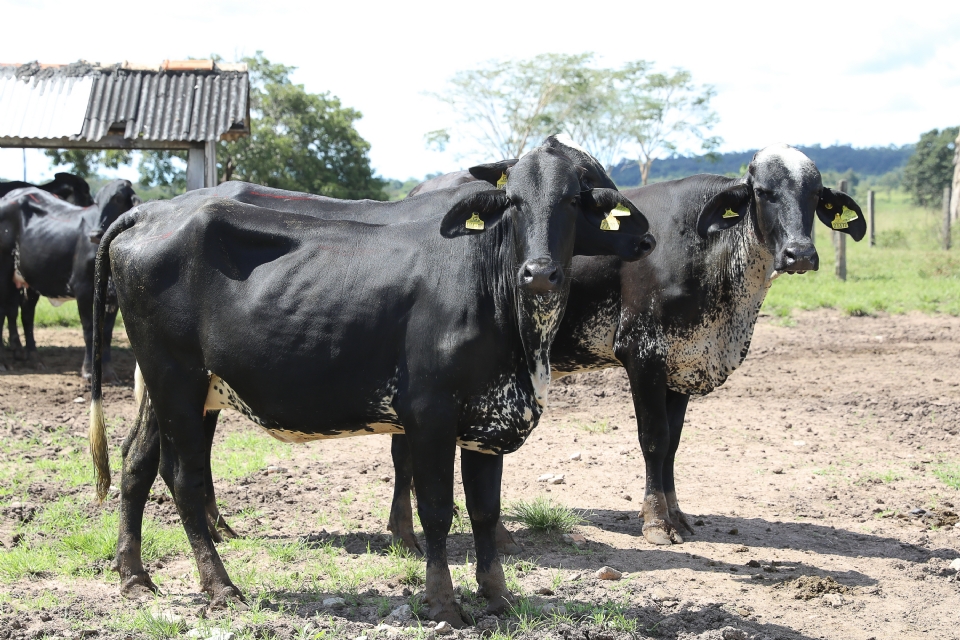 Governo de MT abre inscries para programa de melhoramento gentico do rebanho leiteiro