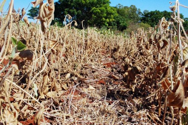 Ministrio da Fazenda discute refinanciamento das dvidas de produtores de milho e soja