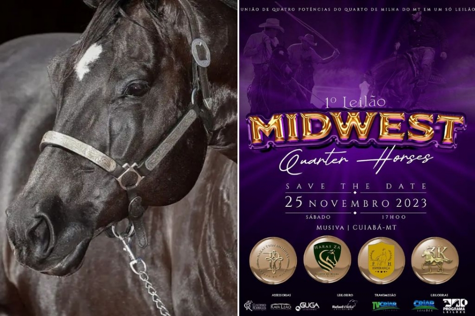 Primeira edio do Leilo Midwest Quarter Horses traz gua mais cobiada do Brasil; confira