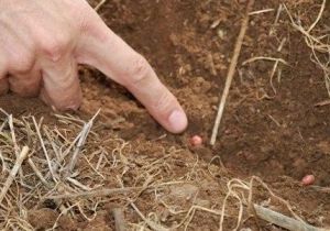 Agricultores de Mato Grosso relatam atrasos na entrega de insumos e sementes ruins