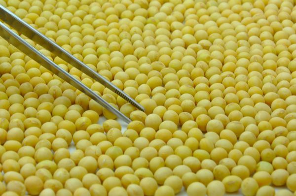 Justi�a determina apreens�o de 235 toneladas de sementes ilegais em Mato Grosso