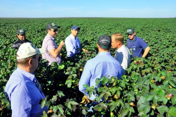 Grupo de sementeiras de MT desenvolvem quatro novas cultivares de algodo