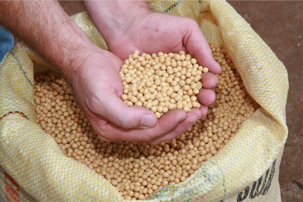 Nova IN permite comercializao de sementes em embalagens diferenciadas entre produtor e revenda