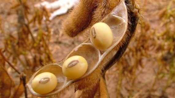 Embrapa e Abrates fazem alerta sobre uso de sementes prprias em lavouras de soja