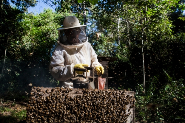 Antes de diversificar as atividades o produtor deve estudar o mercado; Senar oferta treinamentos