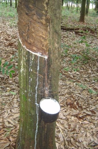 Mato Grosso do Sul investe em produo de seringueiras