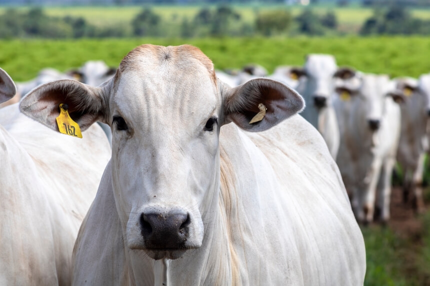 Ministério da Agricultura confirma fim das restrições da Rússia à importação de carne bovina brasileira