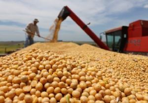 Mdia de produtividade nesta safra cresce 8% e estimativa de produo sobe para quase 27 mil toneladas