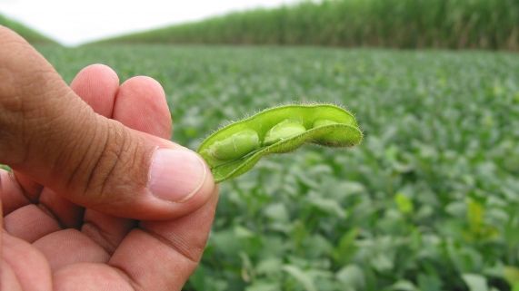 Per�odo do vazio sanit�rio da soja muda novamente; Vig�ncia � de 122 dias