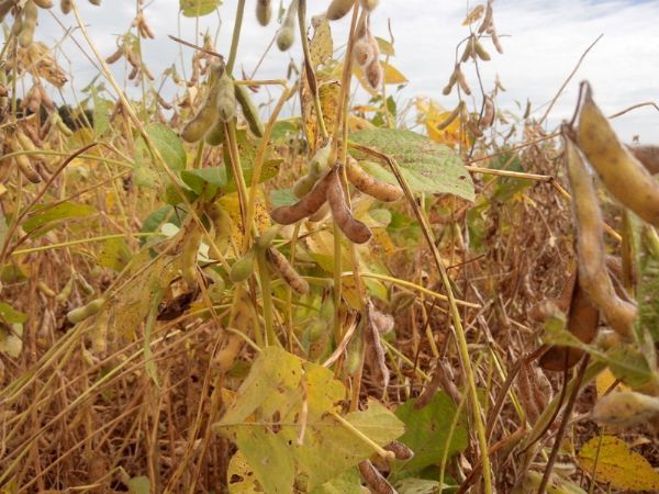 Mato Grosso j vendeu 5,6 mi/t de soja da safra 15/16; plantio  em setembro