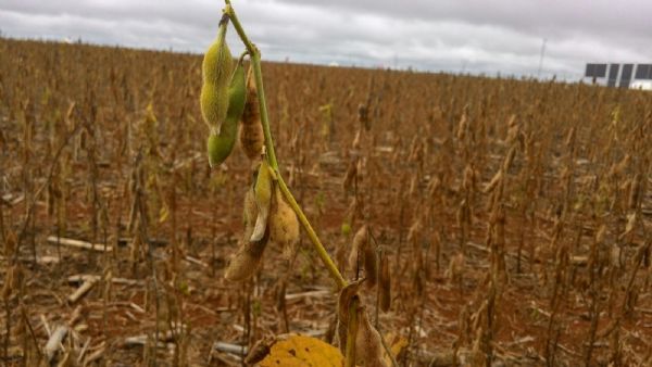 Produtividade mdia da soja encolhe 6,33 sc/ha em Mato Grosso