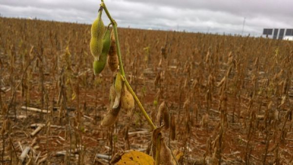 Irregularidade de chuva torna-se preocupao dos produtores de soja em Mato Grosso; La Nia finalizando