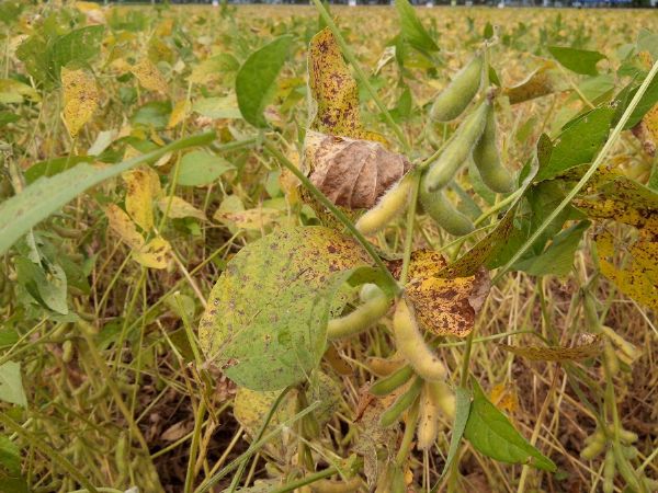 Ainda cauteloso, plantio da soja em Mato Grosso avana para 1,67% da rea