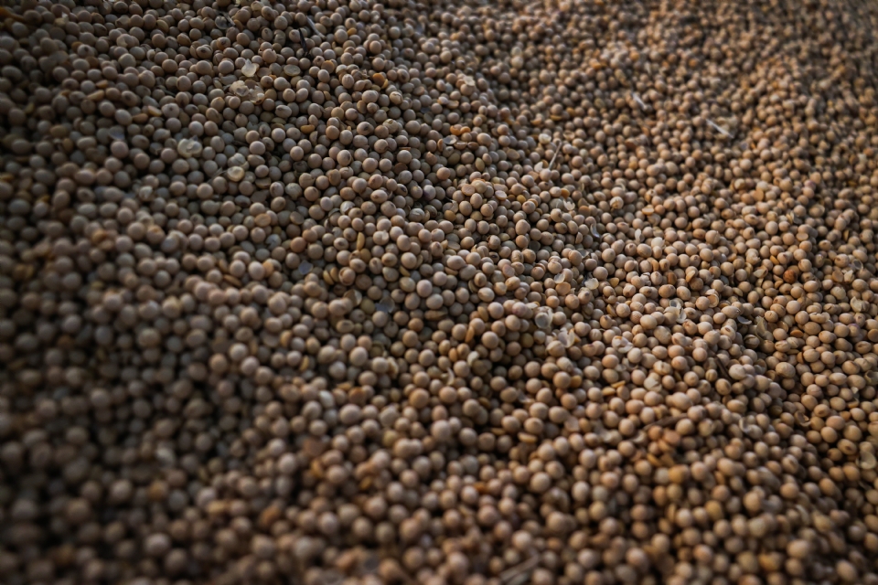 Brasil aumenta exportao de soja  China em 13,9% em julho; vendas dos EUA caem