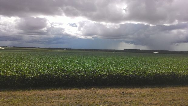Chuva nesta semana pode por em risco trabalhos na colheita da soja em Mato Grosso