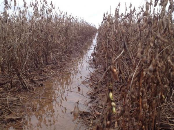 Chuvas impedem colheita de meio milho de hectares de soja e prejuzos podem somar R$ 438 milhes
