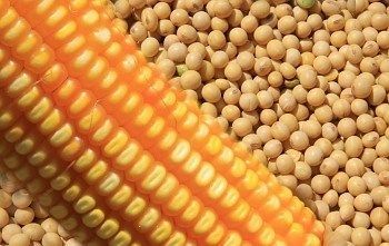 Diferena na produo de soja e milho ser de 10,9 milhes de toneladas na safra 2013/2014