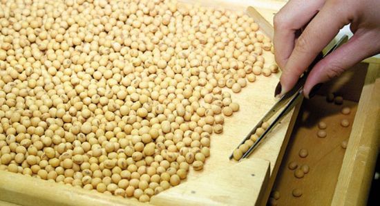 Volume de sementes piratas de soja  de pelo menos 10% do total plantado e preocupa associao