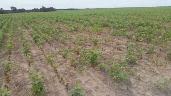 Safra do milho ser impactada em 30 dias devido atraso da soja em Mato Grosso